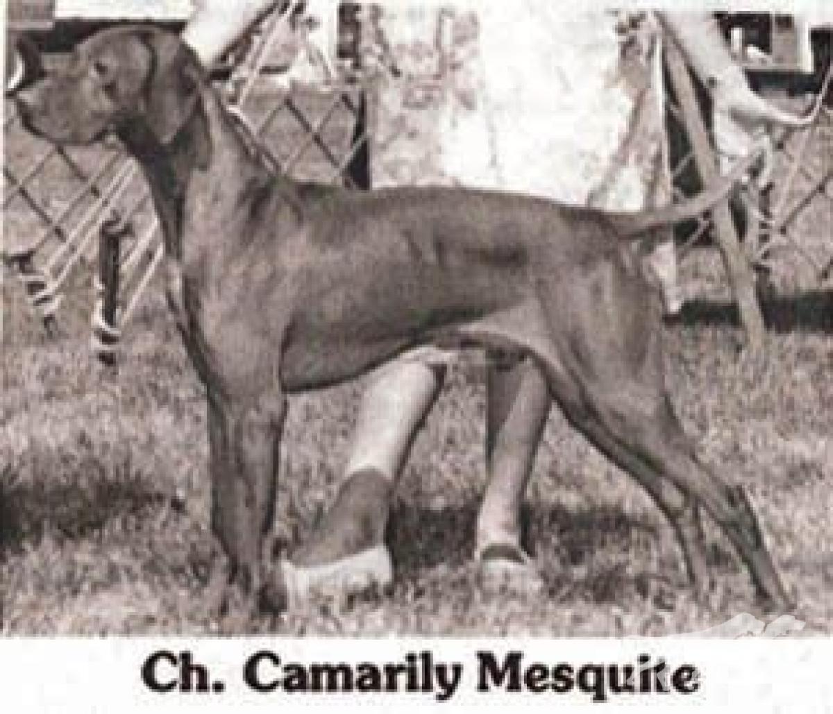 Camarily Mesquite