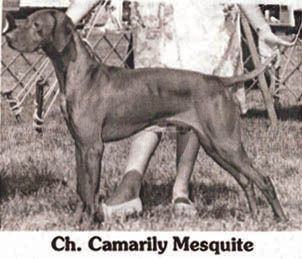 Camarily Mesquite