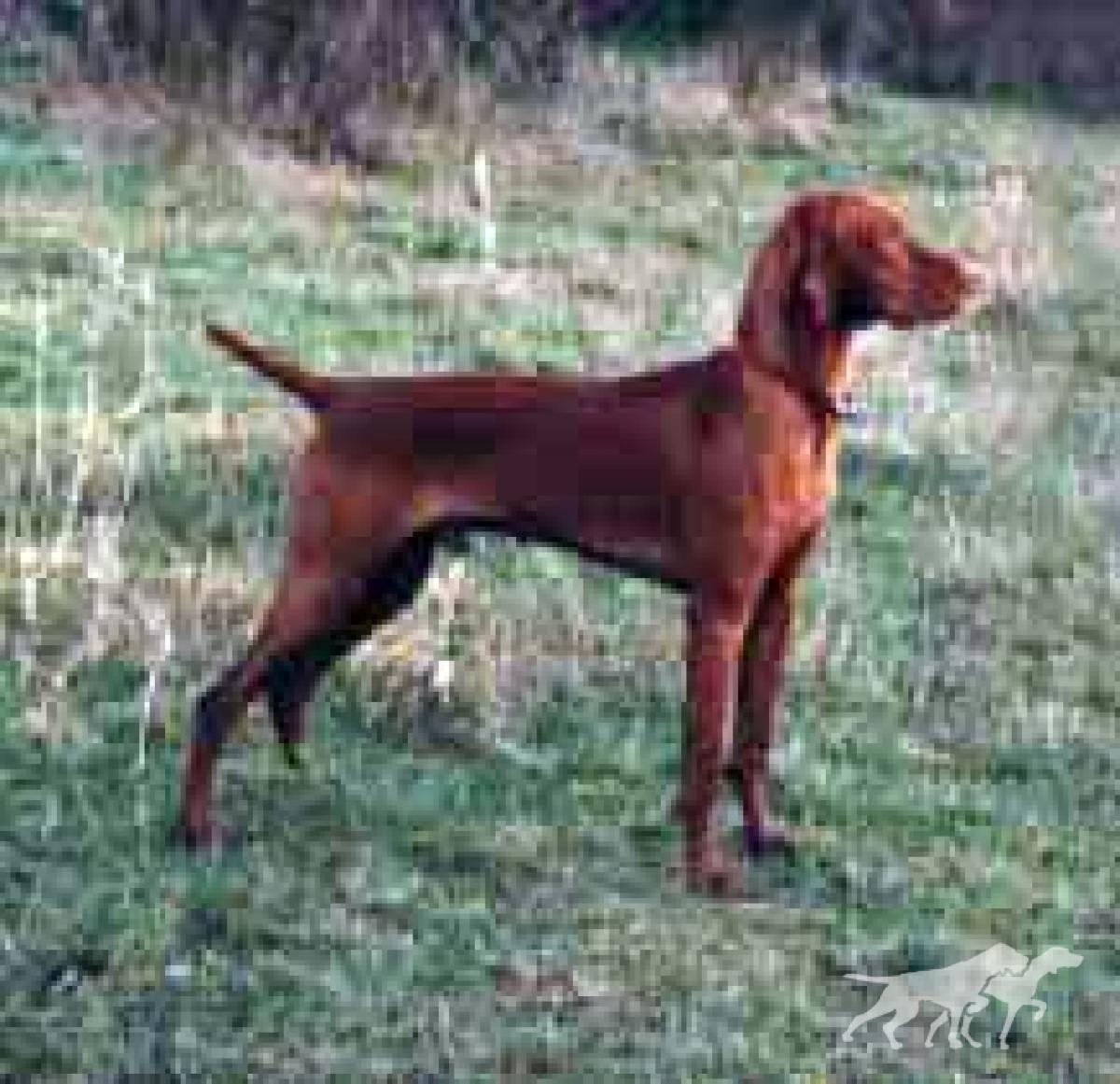 Fantazsa's Blazing Red Baron