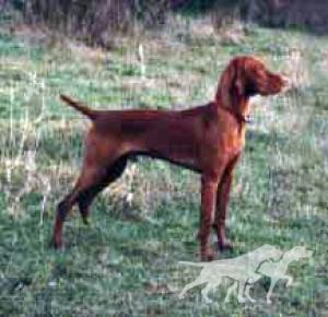 Fantazsa's Blazing Red Baron