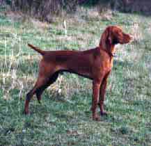 Fantazsa's Blazing Red Baron