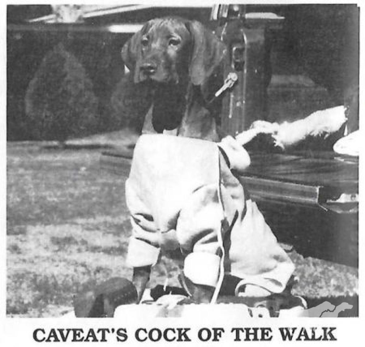 Caveat's Cock Of The Walk