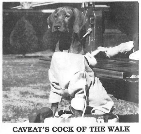 Caveat's Cock Of The Walk