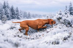 Tavasz Ruda Szata