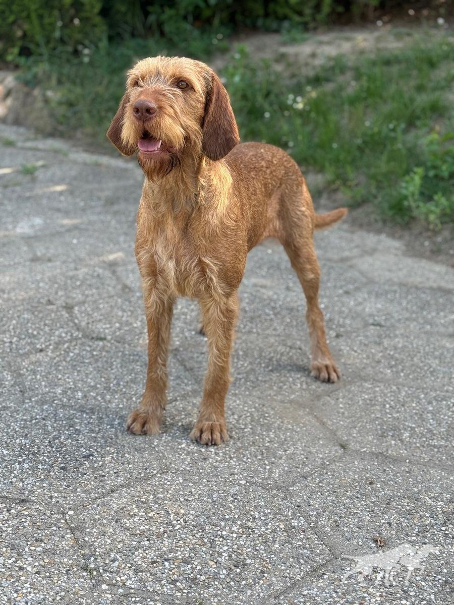 Zöldmáli Dakota