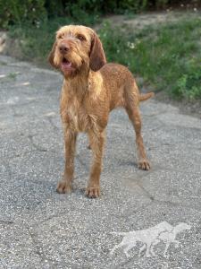 Zöldmáli Dakota