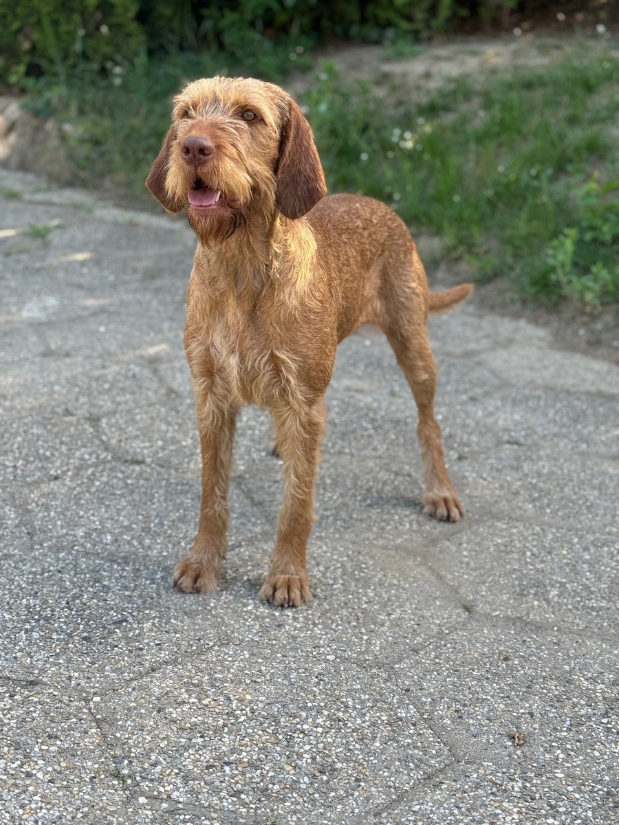 Zöldmáli Dakota