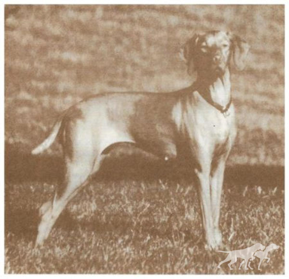 Linmar's Chelsea Of Maxfield