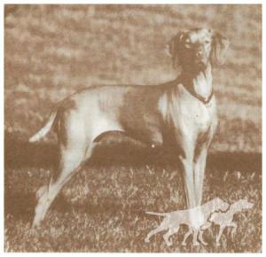 Linmar's Chelsea Of Maxfield
