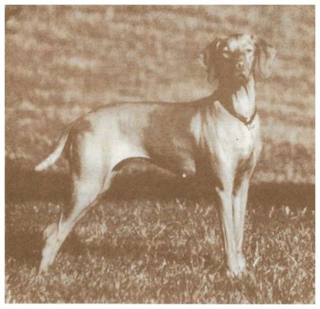 Linmar's Chelsea Of Maxfield
