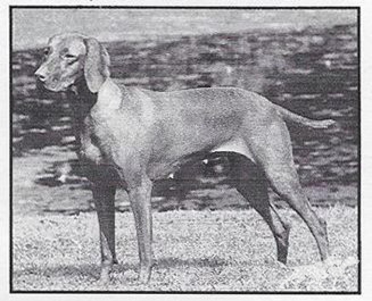 Maxfields Paudon's Chula Bean