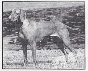 Maxfields Paudon's Chula Bean