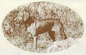 Black Swamp Hattie