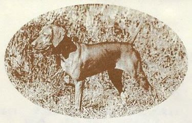 Black Swamp Hattie