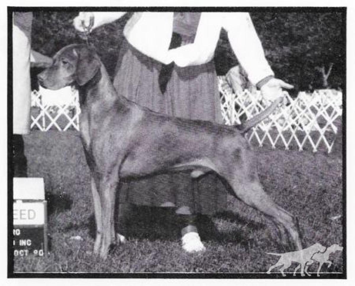 Brigade's Jasper Of Kenlworth