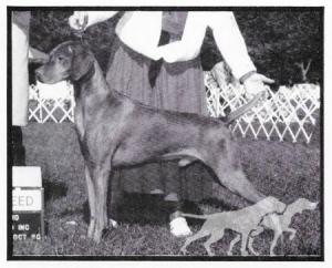Brigade's Jasper Of Kenlworth