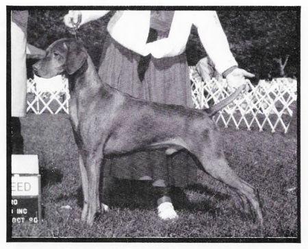 Brigade's Jasper Of Kenlworth