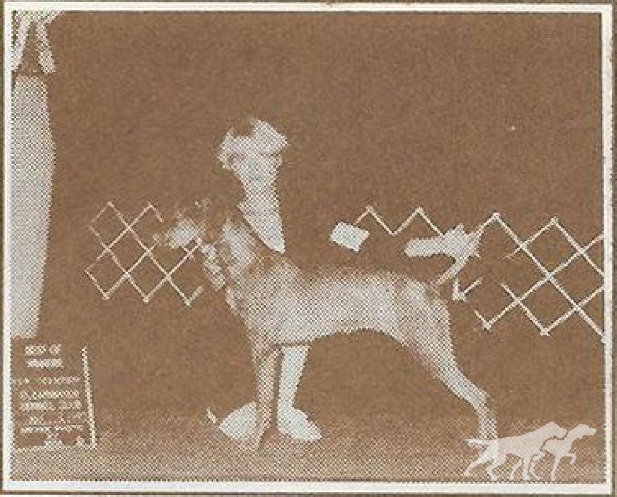 Skyway's Tasmanian She Devil