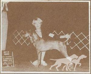 Skyway's Tasmanian She Devil
