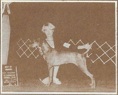 Skyway's Tasmanian She Devil