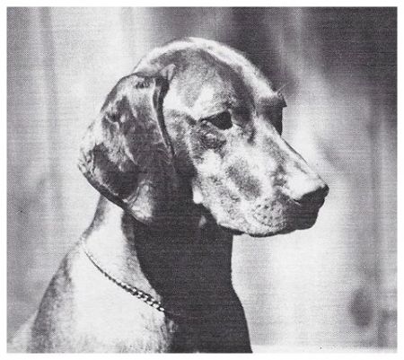 Gold Run Dandy's Troika