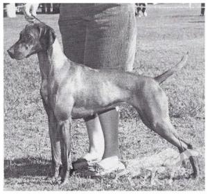 Gold Run's Bella The Ball