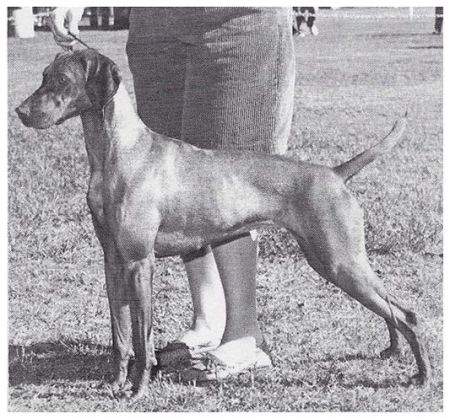 Gold Run's Bella The Ball