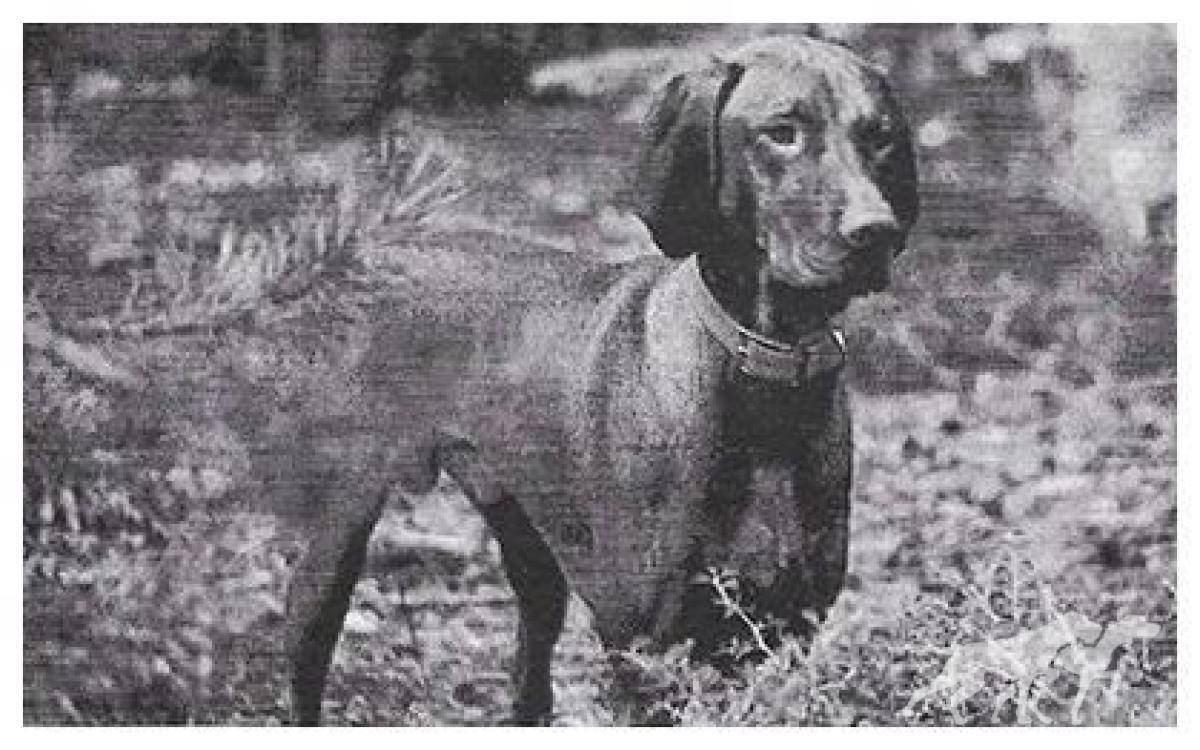 Gold Run's Dandy Dillon