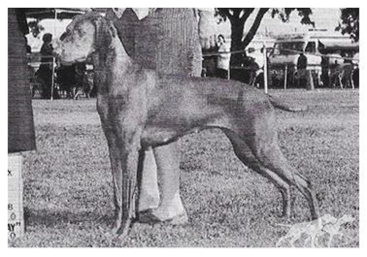 Gold Run's Velvet Vixen
