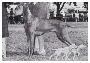 Gold Run's Velvet Vixen