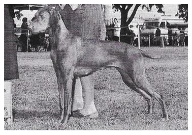 Gold Run's Velvet Vixen