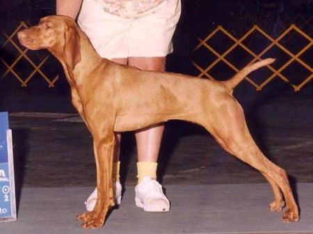 Bobwynn's Gypsy Nyar