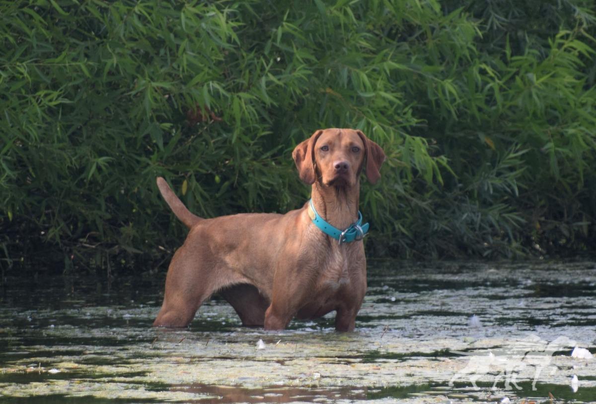 Grousebend's Demi Blast Throux Zydeco
