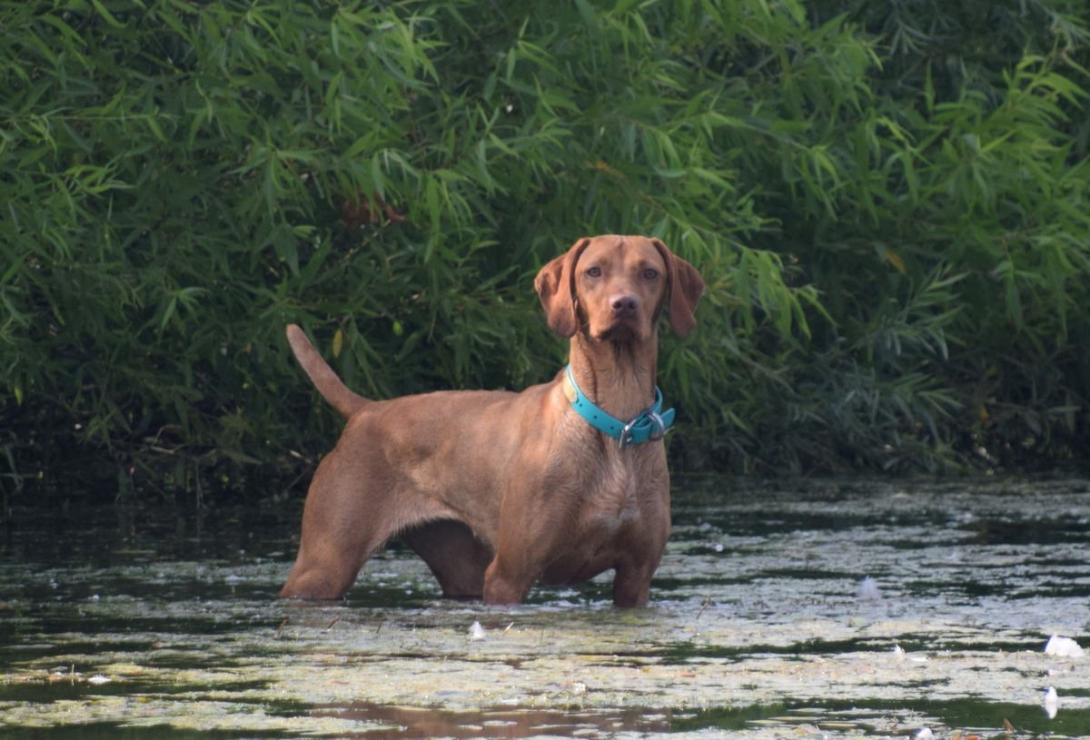 Grousebend's Demi Blast Throux Zydeco