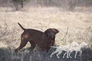 Grousebend's Demi Blast Throux Zydeco