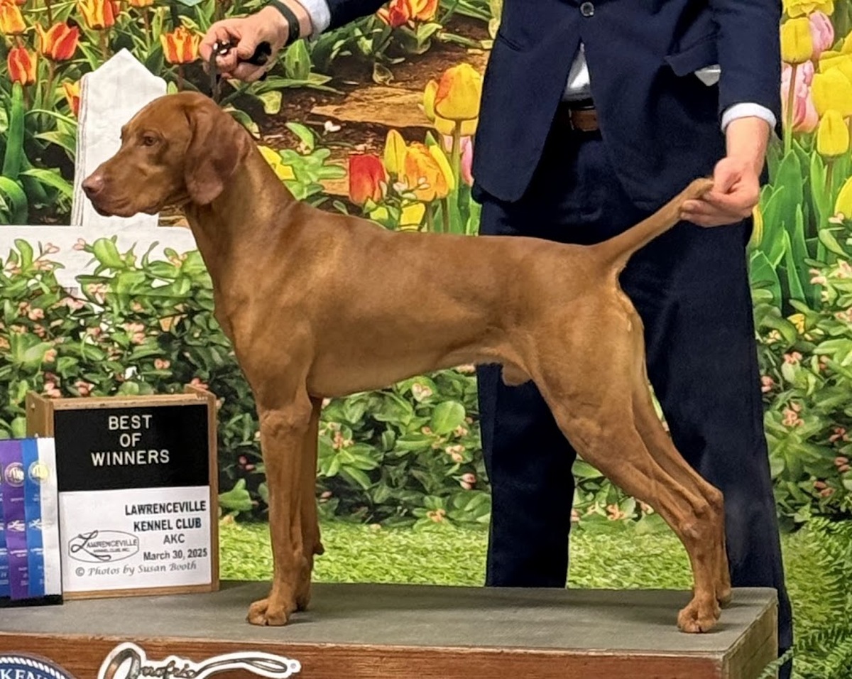 Vizcaya's King Tuck Of Ansley