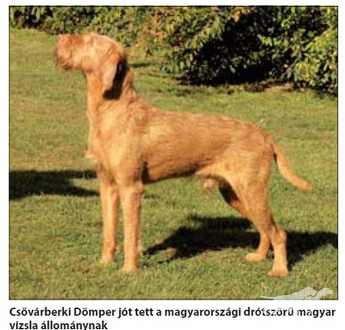 Csövárberki Dömper