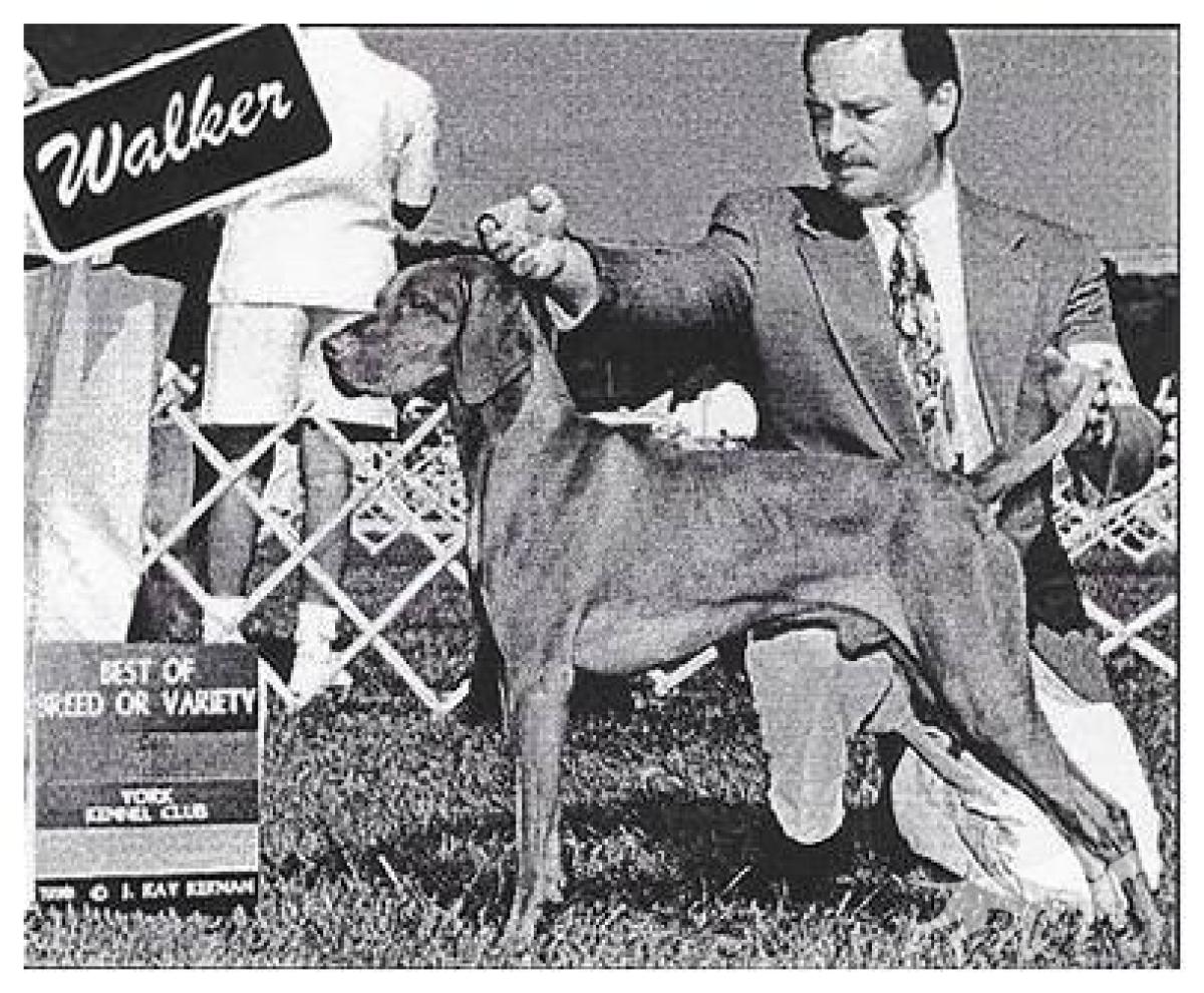 Redwing's Walker Csilag