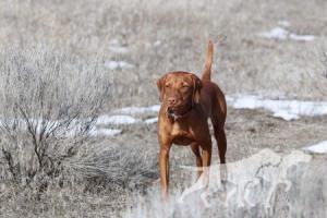 Red Blend's Home At Last