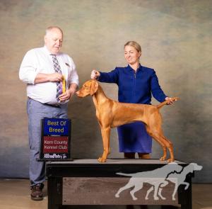 Russet Leather Written In The Stars