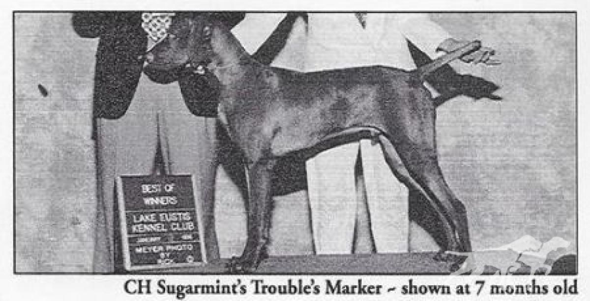 Sugarmint's Trouble's Marker