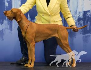 Amulett Of Nerium House