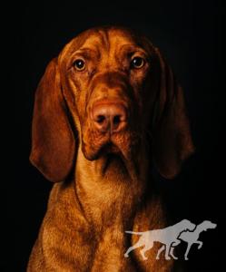 Dreamvizslas And Just Like That