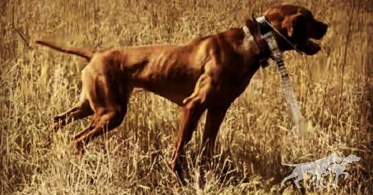 Prairie Ranch Ck Elvis' Big Sweetheart