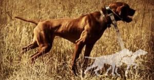 Prairie Ranch Ck Elvis' Big Sweetheart