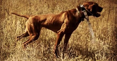 Prairie Ranch Ck Elvis' Big Sweetheart