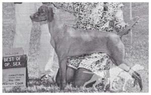 Quail Quest's Babbling Brooke