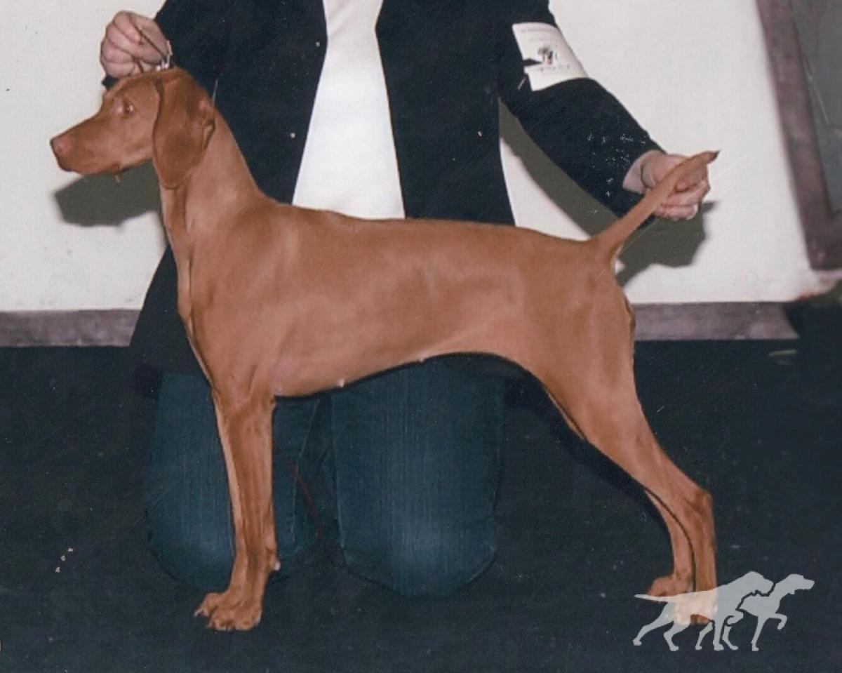 Szikra's Bronz Kiraly