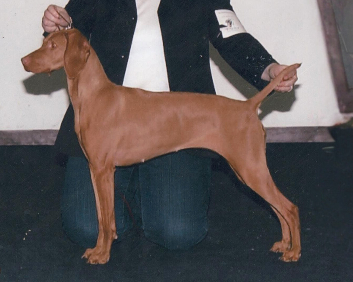 Szikra's Bronz Kiraly