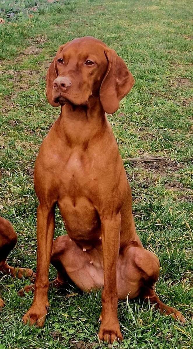 Mylou Meg vom Bollerrain